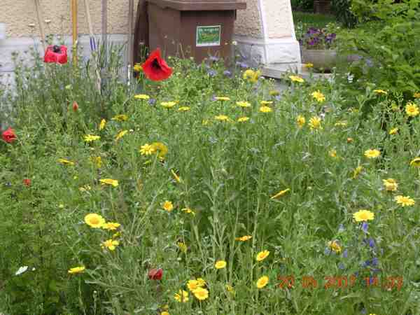 marguerites dorées et coquelicots