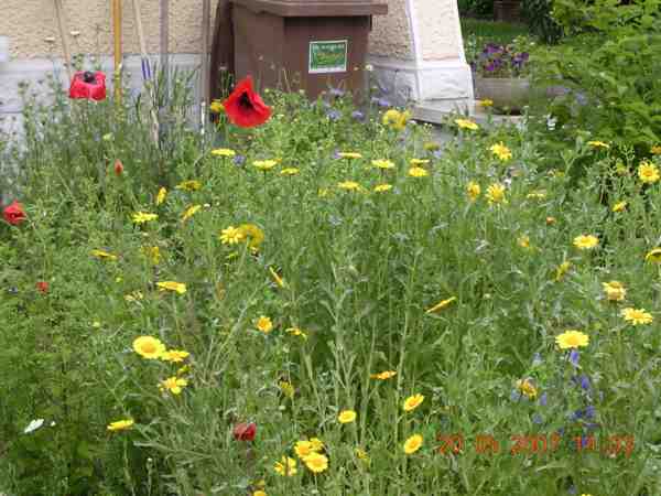 marguerites dores et coquelicots