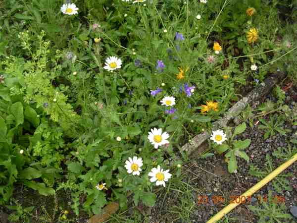 quelques marguerites sauvages ont brav le froid