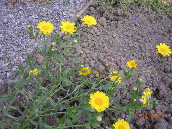 marguerites dorées