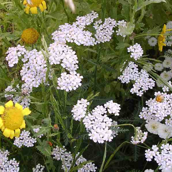 achillée