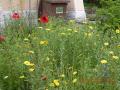 marguerites dorées et coquelicots