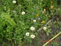 quelques marguerites sauvages ont bravé le froid