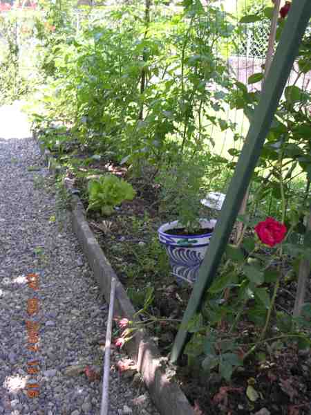 tomates cerises palissées au gillage