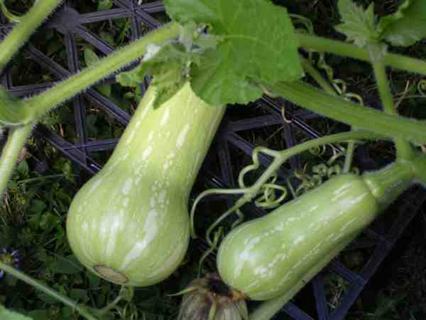 deux courges sous haute surveillance