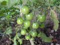 tomates cerises avec le mildiou web