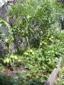 plant de tomates attaqué