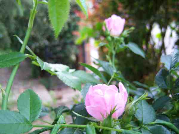 ROSIER BOTANIQUE