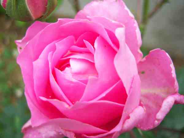 pour anne, mais rose abimee par la pluie