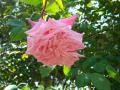 rose ancienne