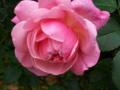 rondeur rose