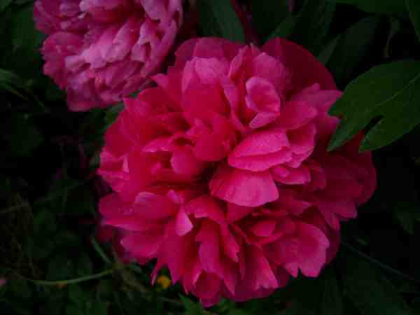 pivoine3