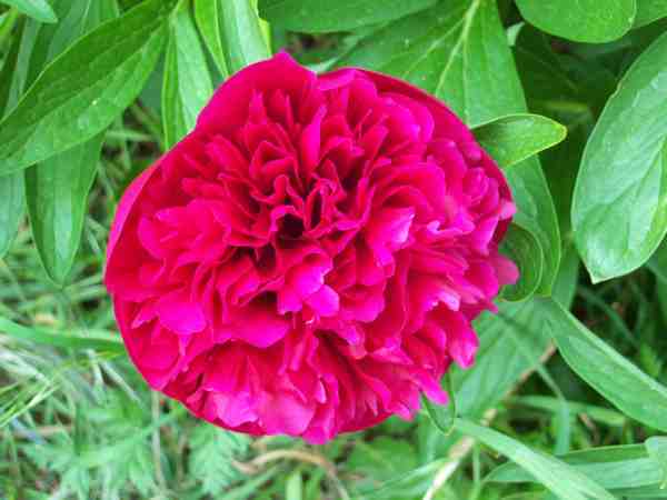 pivoine4