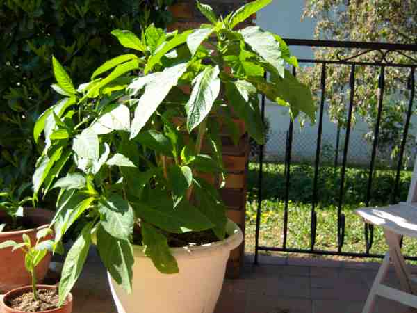 brugmansia fin avril