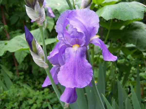 iris des jardins