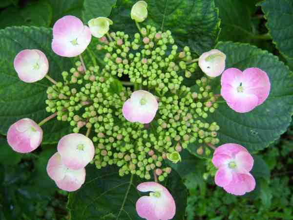 hortensia 2