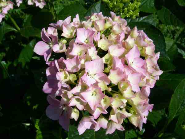 hortensia 3