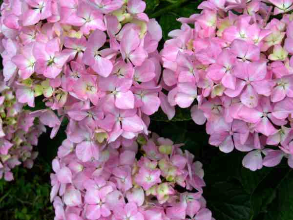 boules de fleurs