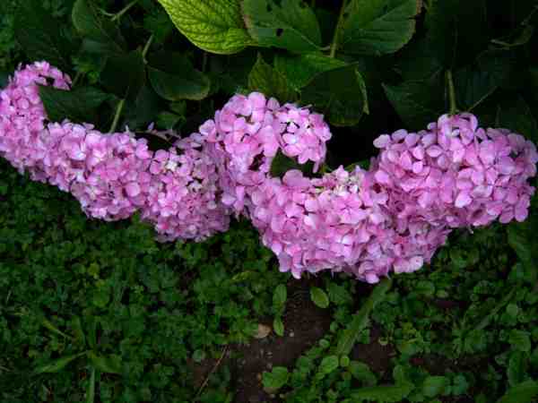 apres l orage  guirlande d hortensia