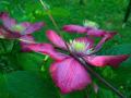 clematites qui se prennent pour des papillons