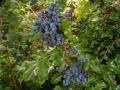 fruits du mahonia