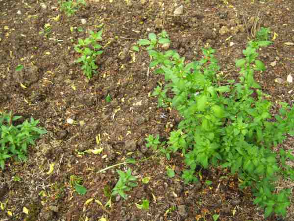 et voila les fushias et boutures plantes