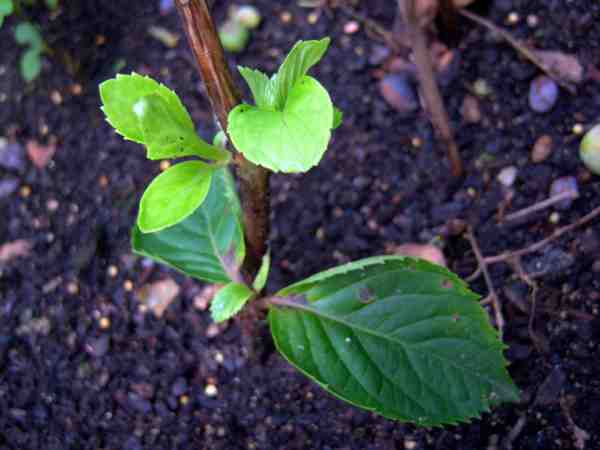 bouture d hortensia