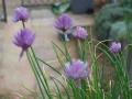 fleurs de ciboulettes