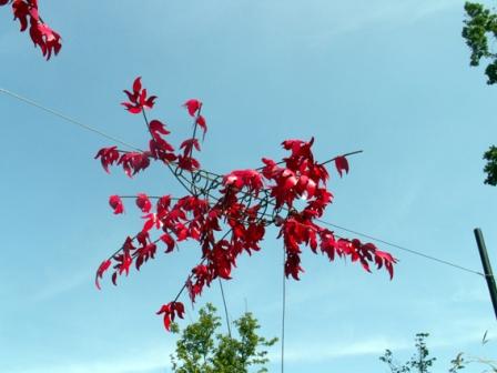 arbres plastiques sur sol instable