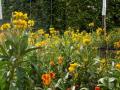 etant donné...un jardin