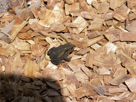 Baby crapaud Baby crapaud