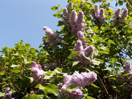 Lilas