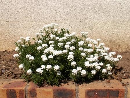 jolies petites fleurs blanches