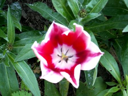 coeur de tulipe