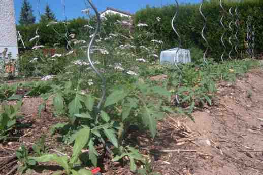 tomates russes et coriande