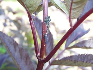 Larve de coccinelle sur sureau noir