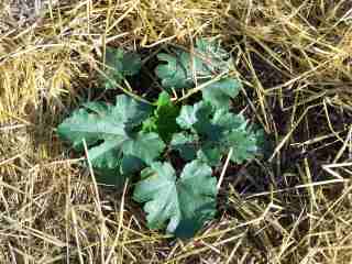 courgette sur son lit de paille