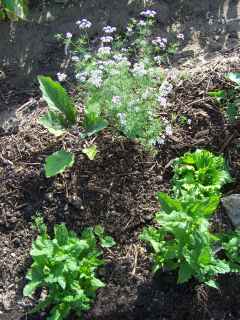 Aubergine, coriandre, salade...