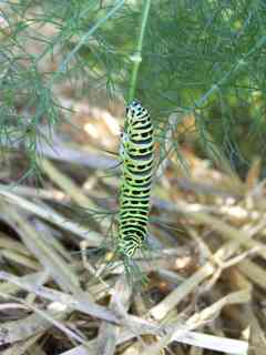 Chenille de Machaon