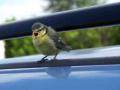petite mésange à la sortie du nichoir