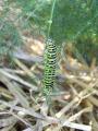 Chenille de Machaon