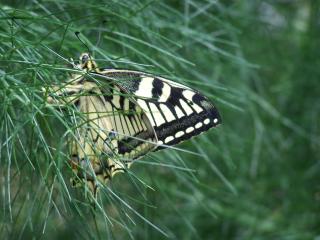 Mon ami le machaon