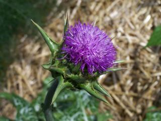 ... et sa fleur...