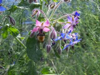 Les bourdons et abeilles adorent...