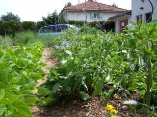 Mariage tomates-bourrache-haricot