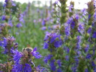 Fleurs d'Isope et abeille