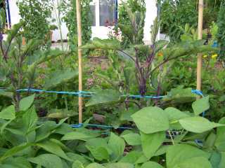 Aubergines 'violette de Florence'