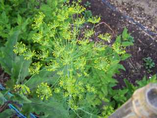 Aneth en fleurs