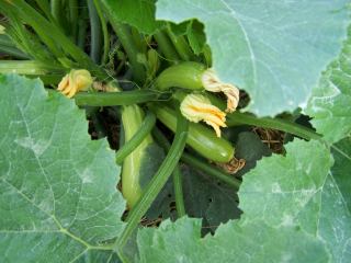 Courgettes