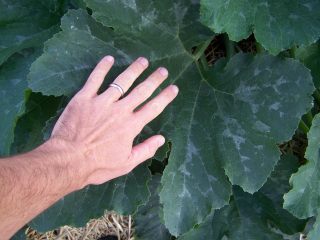 Une ide de la taille des feuilles !